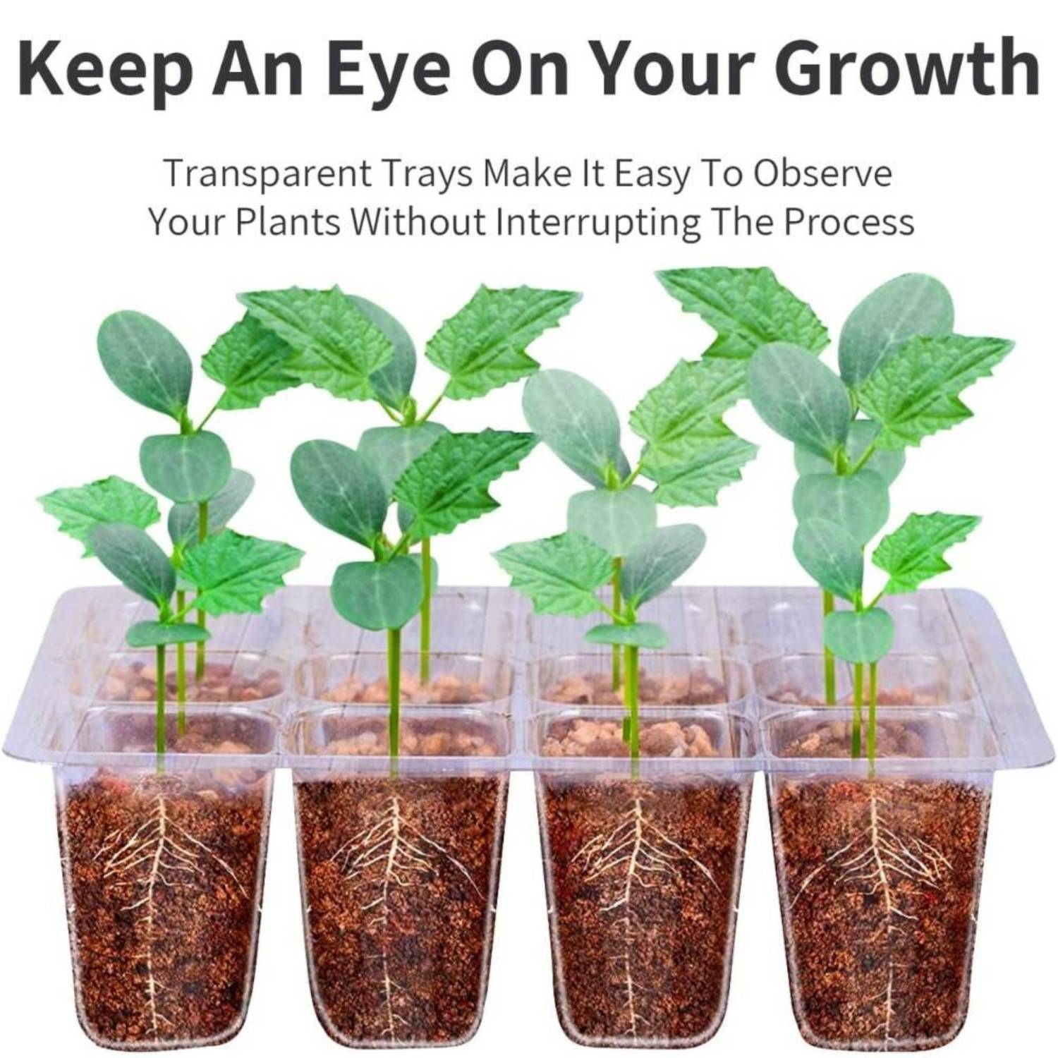 Seed Starter Trays with Humidity Domes, Pack of 5: image 6
