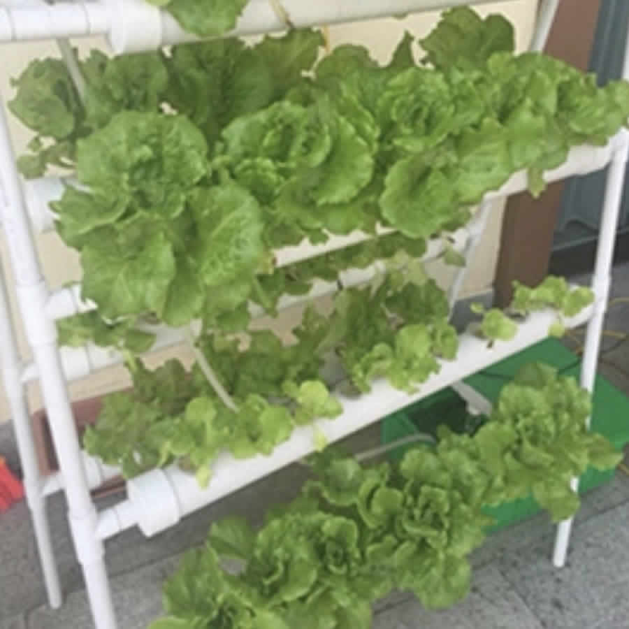 108 Cup NFT Hydroponic System: image 2