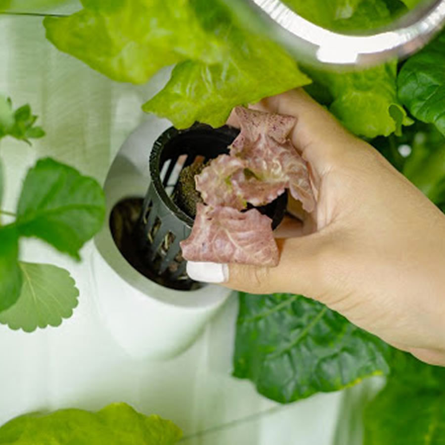 108 Cup NFT Hydroponic System: image 6