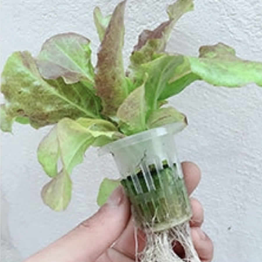 36 Cup NFT Hydroponic Kit: image 7